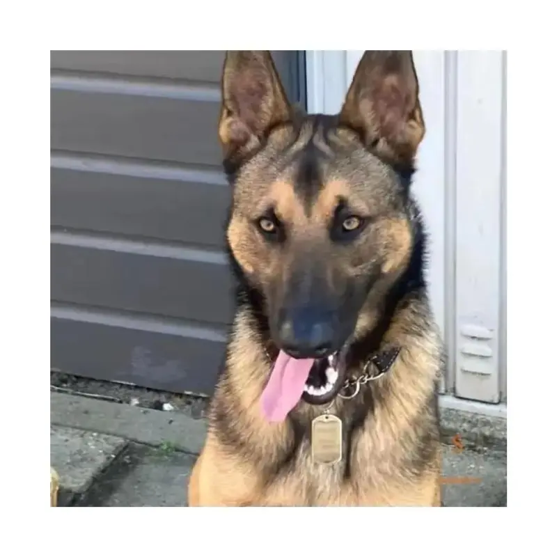 Stoere hondenpenning Dog tag grote hondenpenning ID tag laten maken Penning voor hond Gratis laten graveren